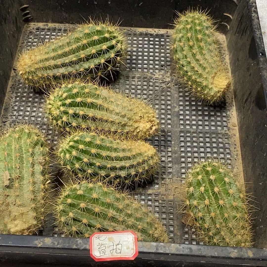 毛 花柱盲拍无根侧芽