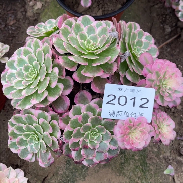 霁月的人多肉的人2012