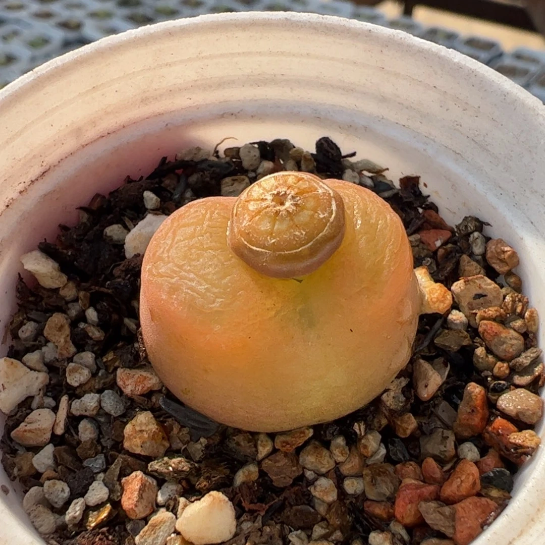 080多肉植物组合