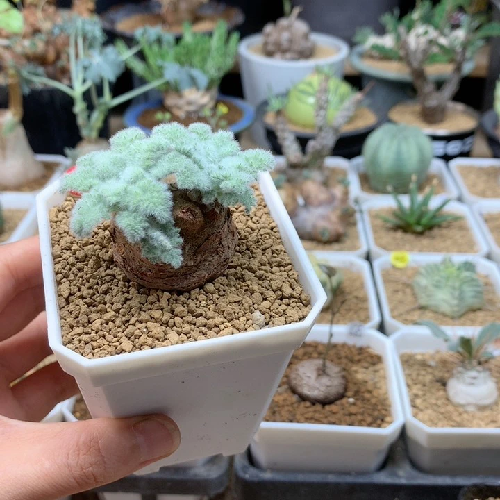 羽叶杨葵母本带盆14