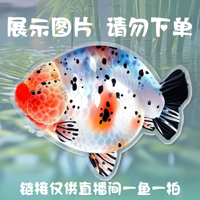 【万福】福州兰寿黑色精选金鱼活体鱼缸新宠观赏鱼饲养210-500