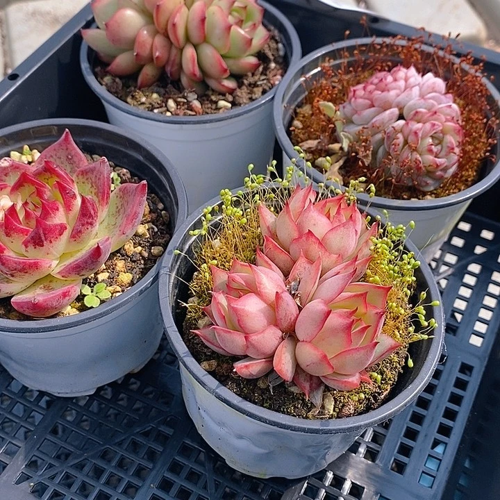 112 多肉植物盆栽花卉植物