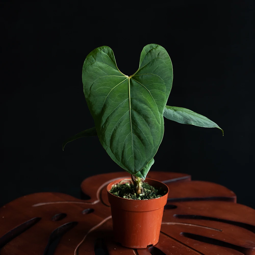 【藤气层 | 蝠鲼】花烛 原种/杂天南星科室内观叶热植水晶绿植