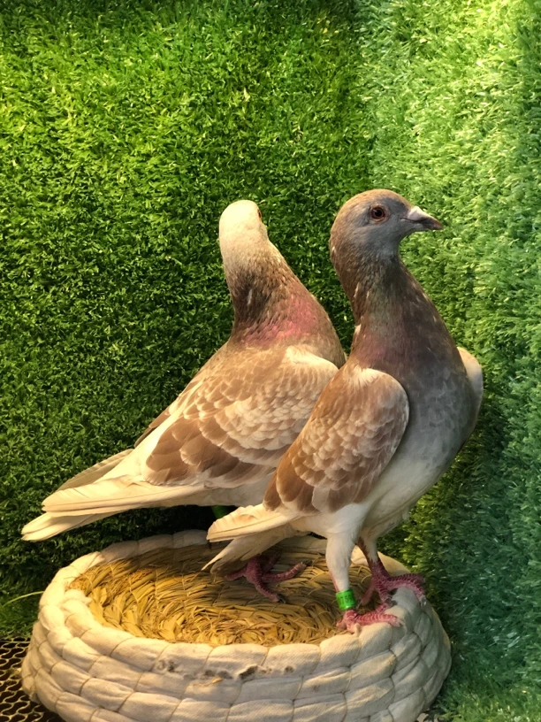 精品沙眼红雨点红狐信鸽用品足环草窝