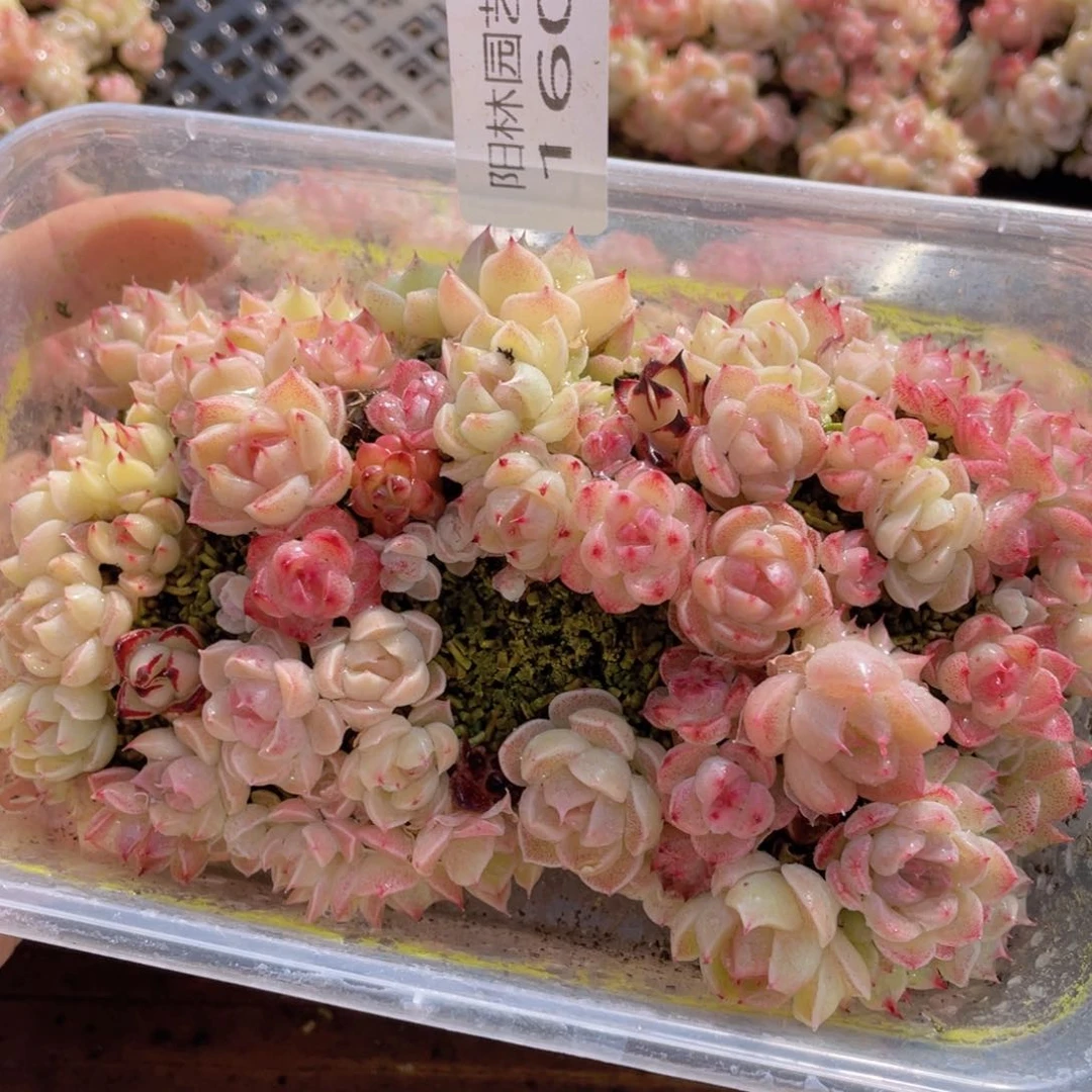 多肉植物多肉植物160