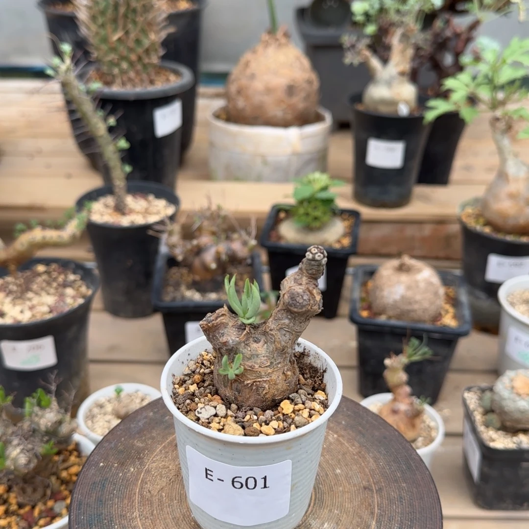 601白象奇峰锦块根植物