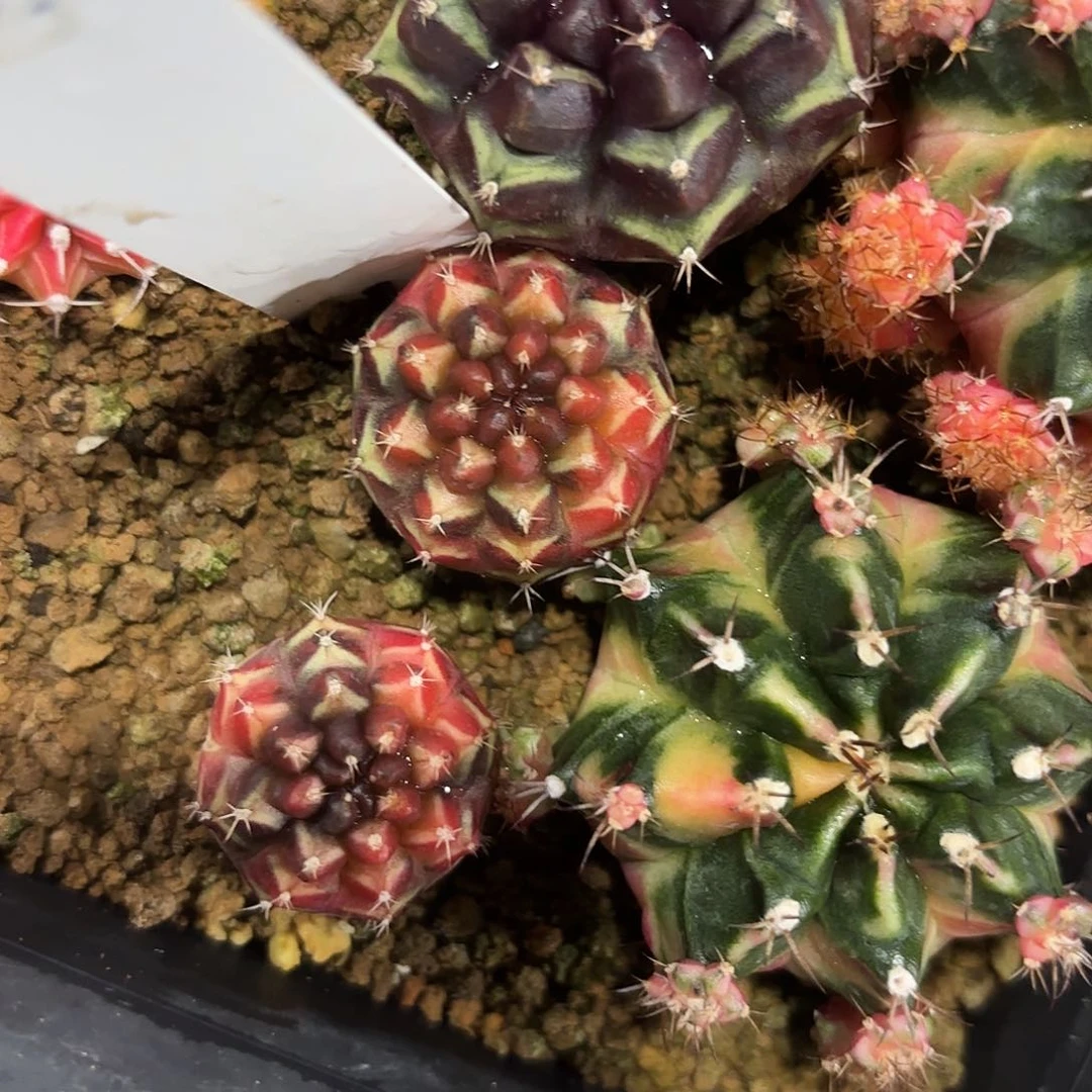 40-0727泰国发货多肉