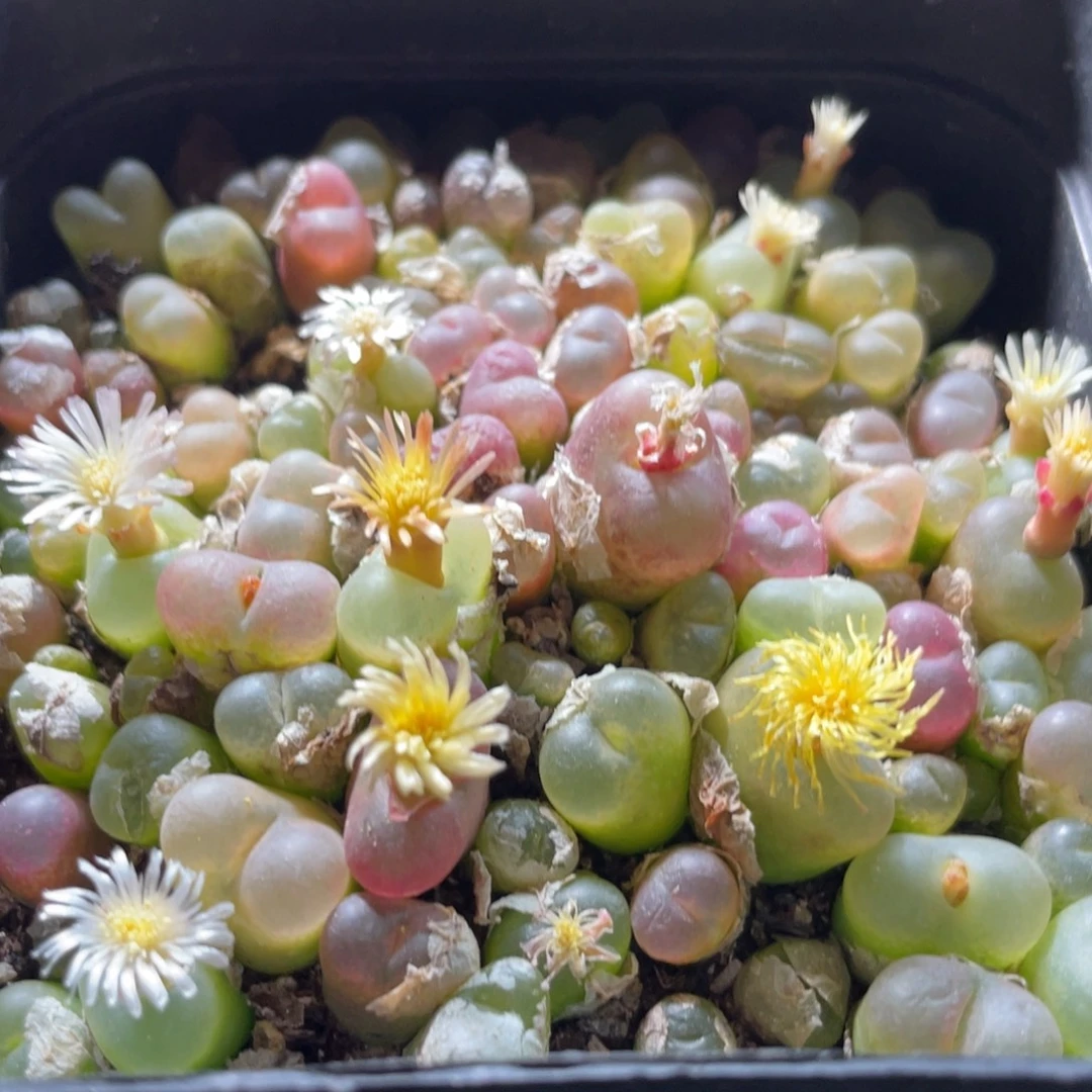 大盆特价一物一拍～42