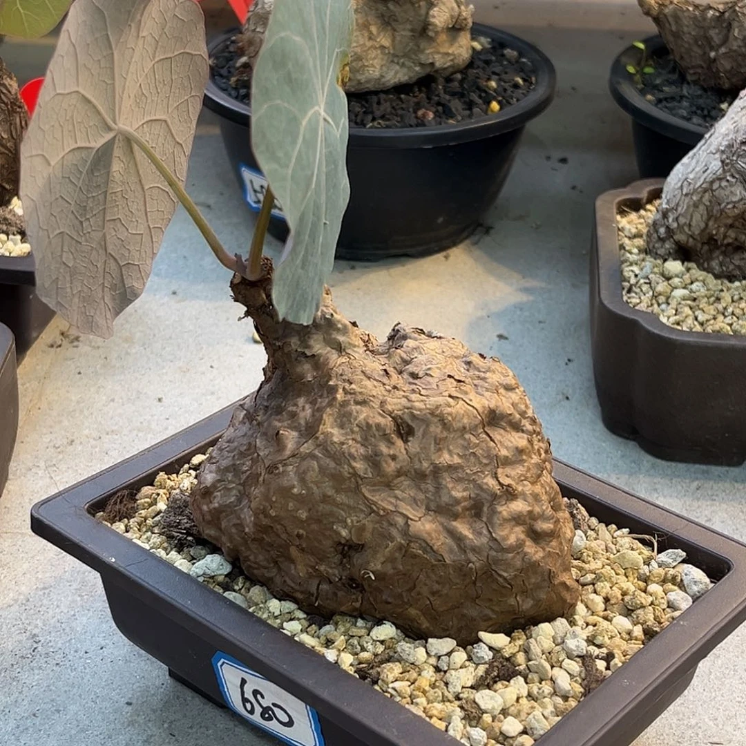 产地一叶龟，灰蓝叶，心脏造型，