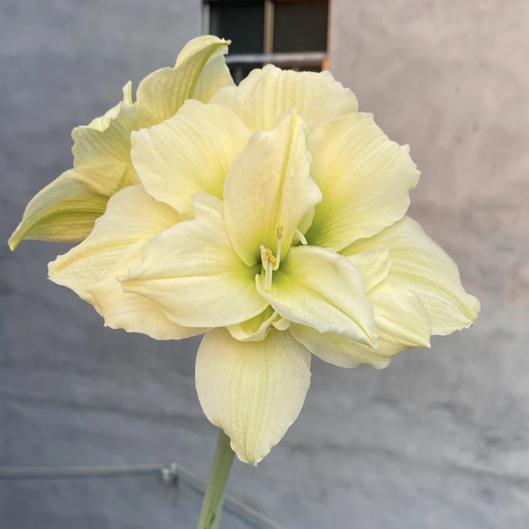 朱顶红种球【黄玫瑰混乱高端花色2-3厘米左右1粒】无根颗叶裸球