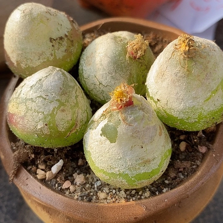 217母本灯泡有伤一颗。