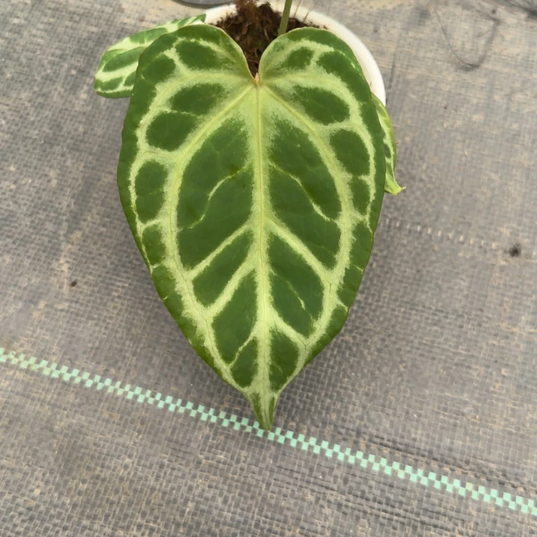不开花植物银虎杂撕裂纹