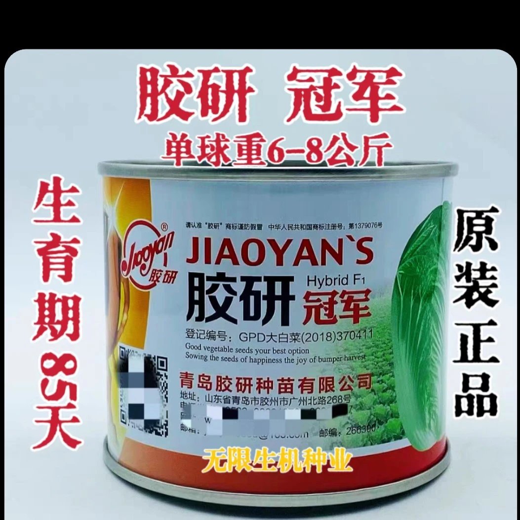 球心叶黄色结球叠抱大白菜种子秋播高产85天成熟
