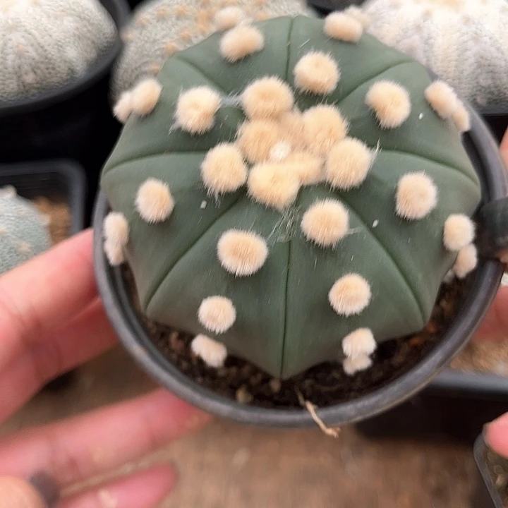 琉璃7.4一物一拍脱土发货