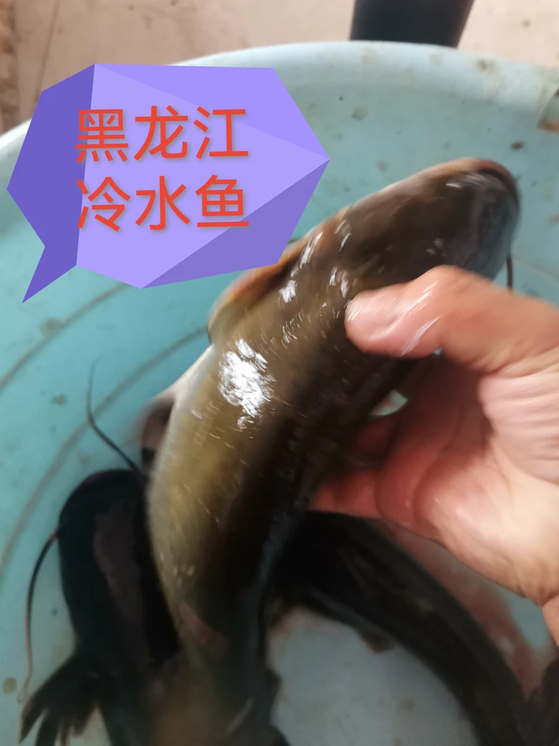 乌苏里江源头鲶鱼