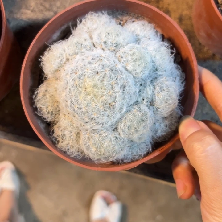 ****子吉祥如意等名家作品