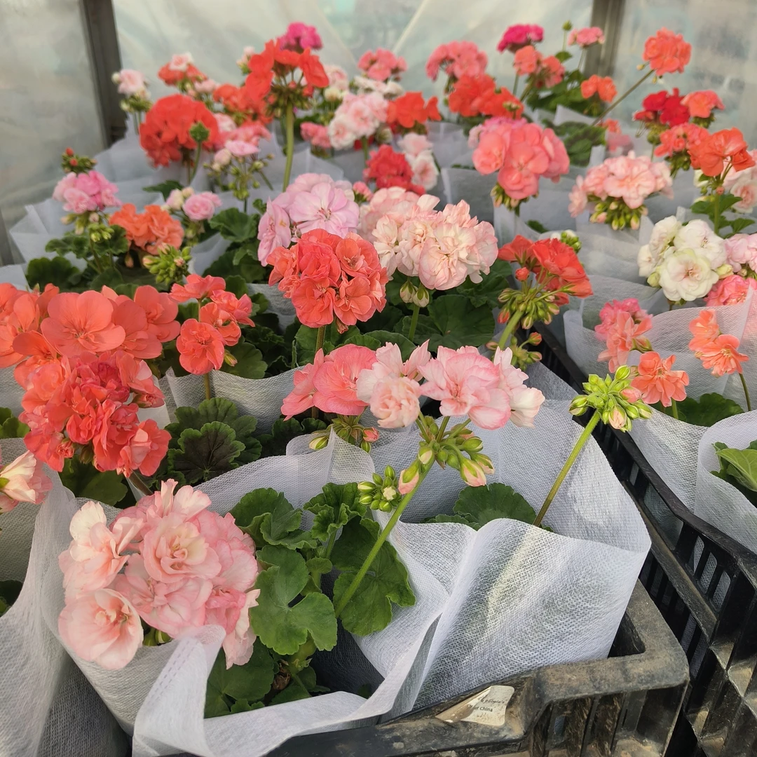 天竺葵盆栽直播间看苗情