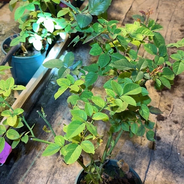 无花朵刺激一加仑