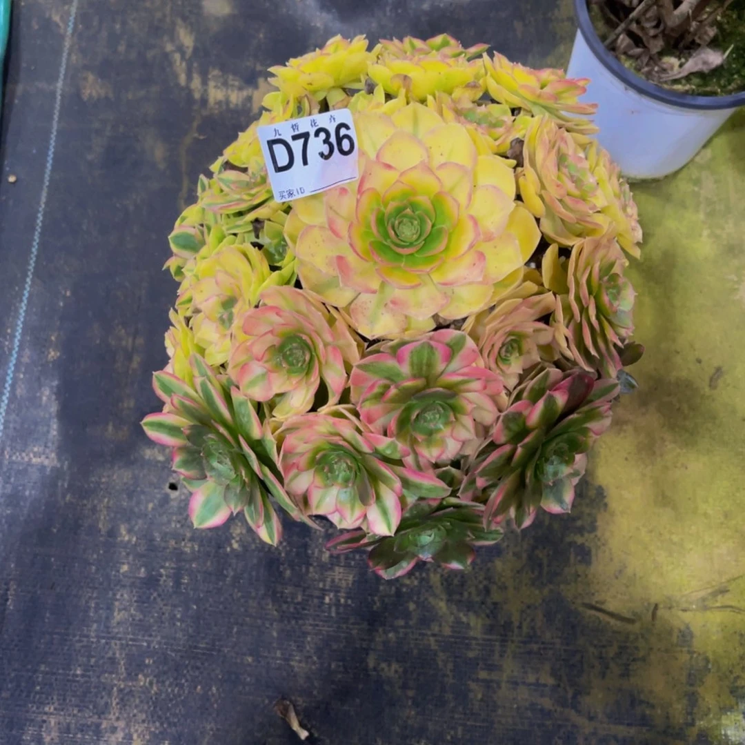 @***雪73600雨荷福利一颗