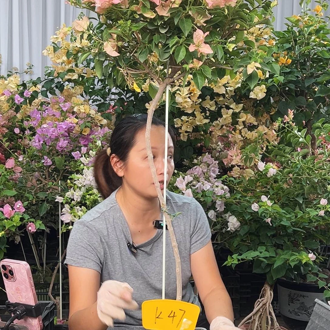 昌***凡大部分花苞少量开放K47卡亚塔