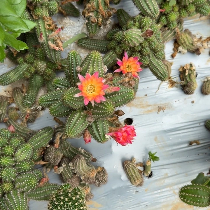 别*白檀仙人掌13-40群生334