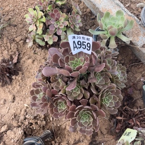 959荷兰玫瑰不包断枝