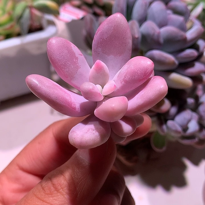 桃蛋锦腹轮锦锦锦