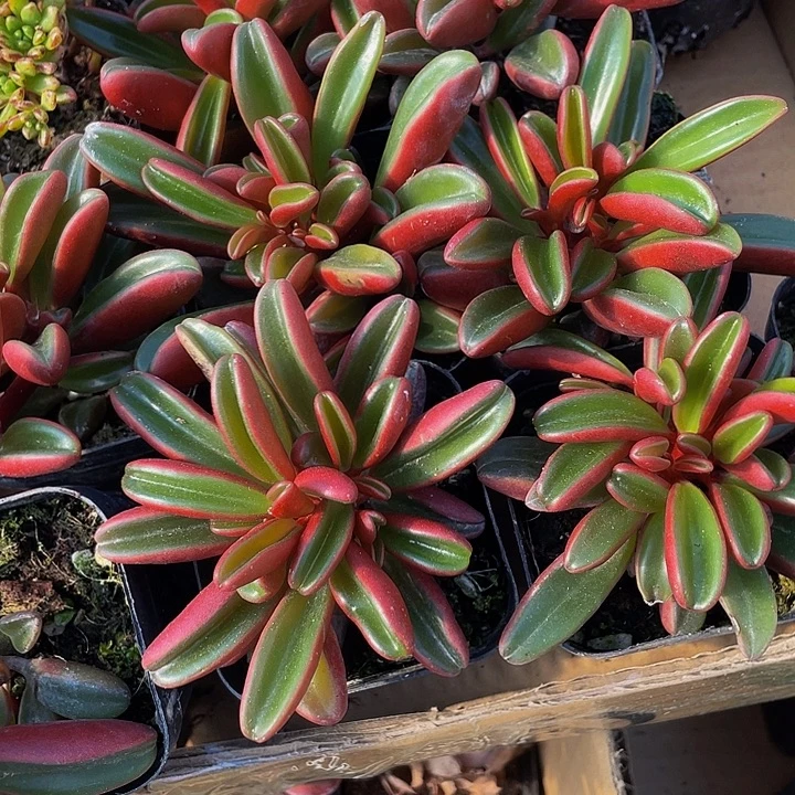 红背椒草带盆土发