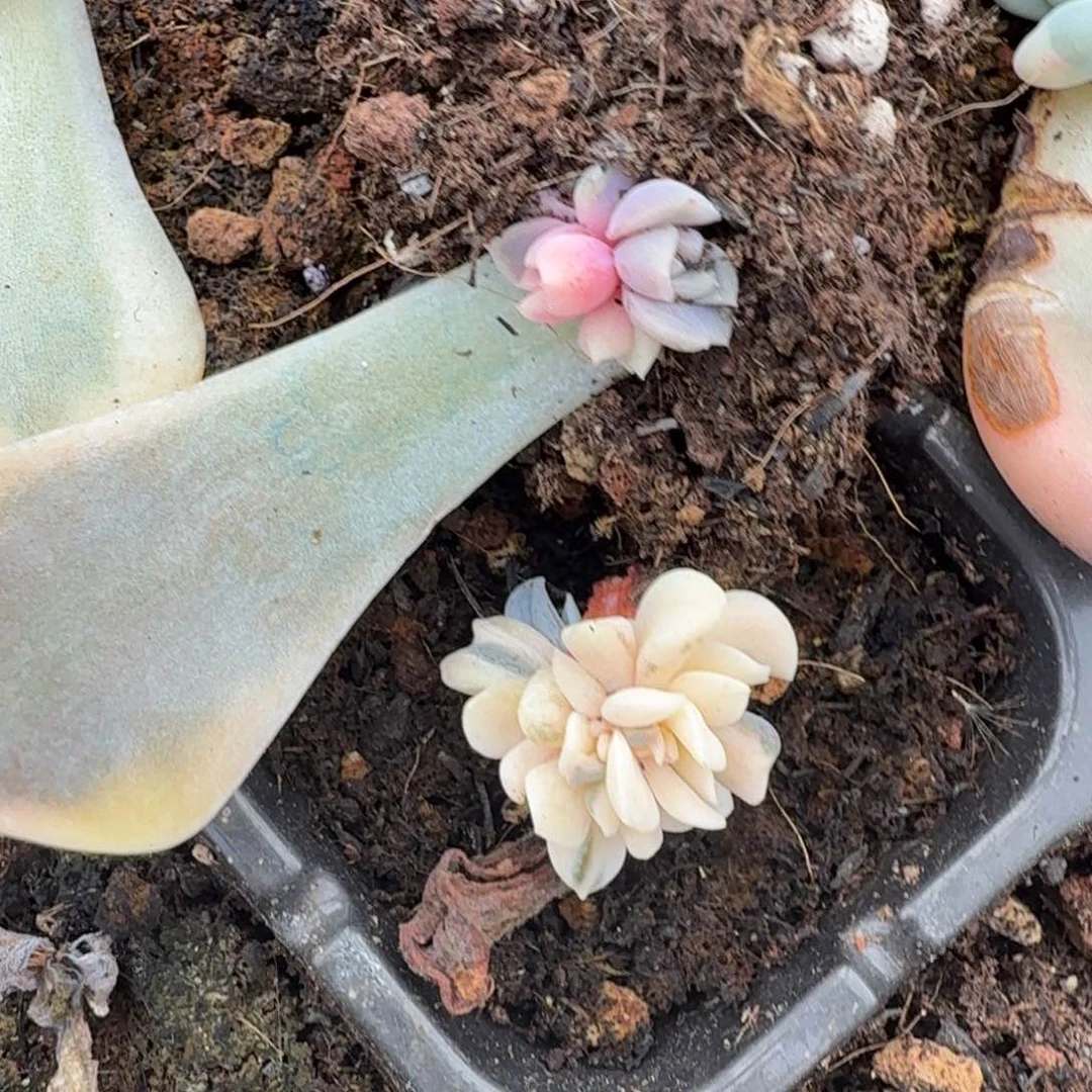 特玉莲锦一组的推进