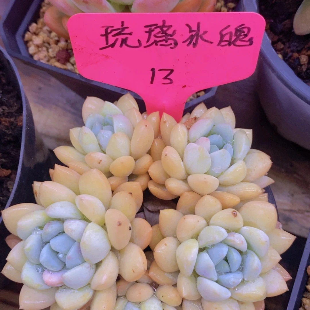 开心多肉，8.1晚上场