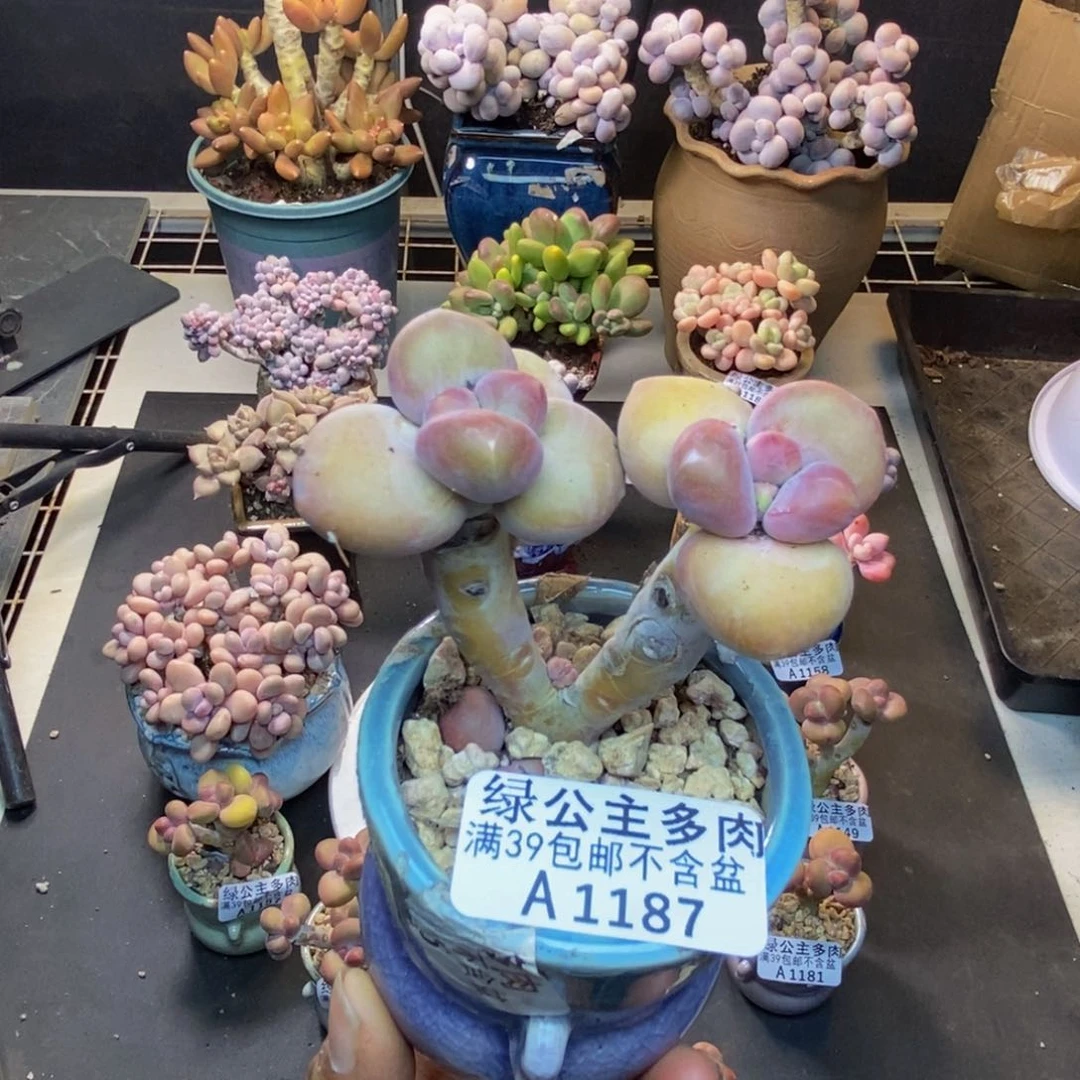 187芒果奶kk奶多肉6c m