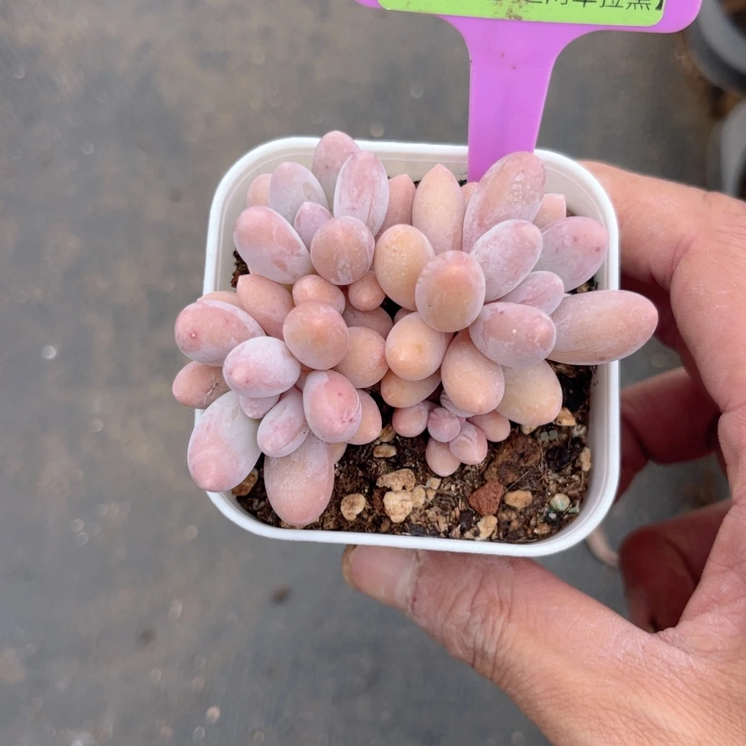 云尘多肉一物一拍215