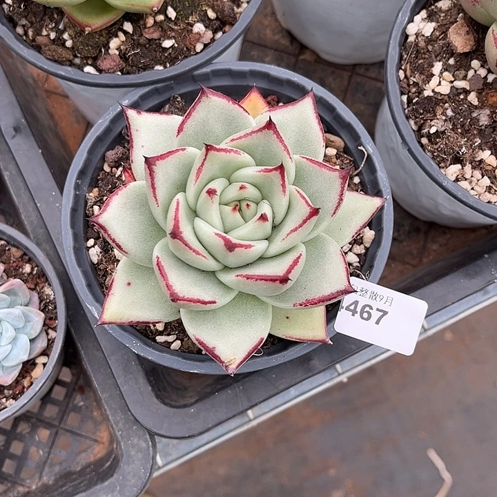 阿雅园艺。     4467乌木