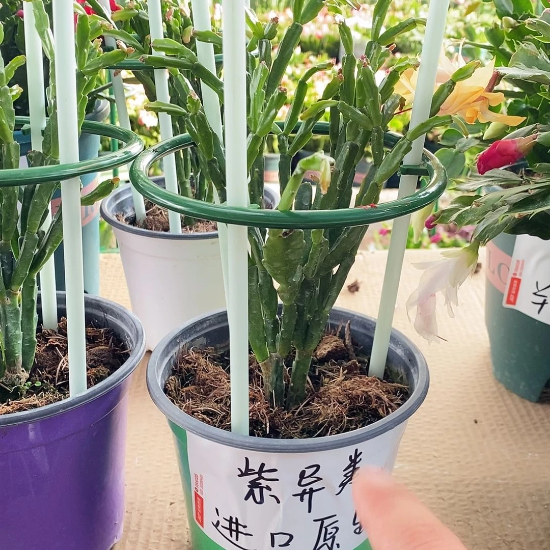 无花朵进口原生桩紫色异类