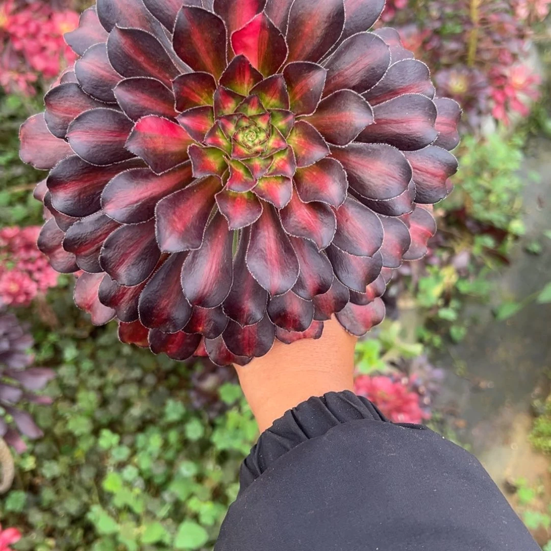 小*正精品多肉植物小郑正