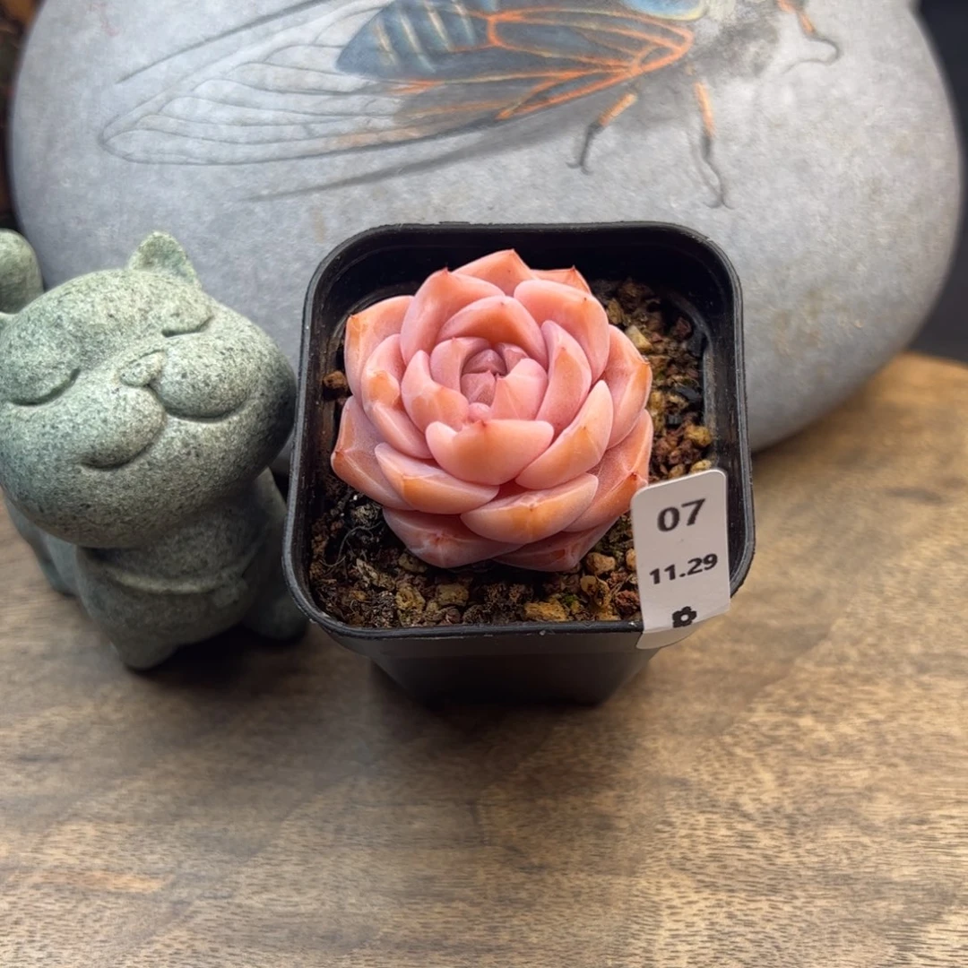 好好看07、哈哈哈哈哈