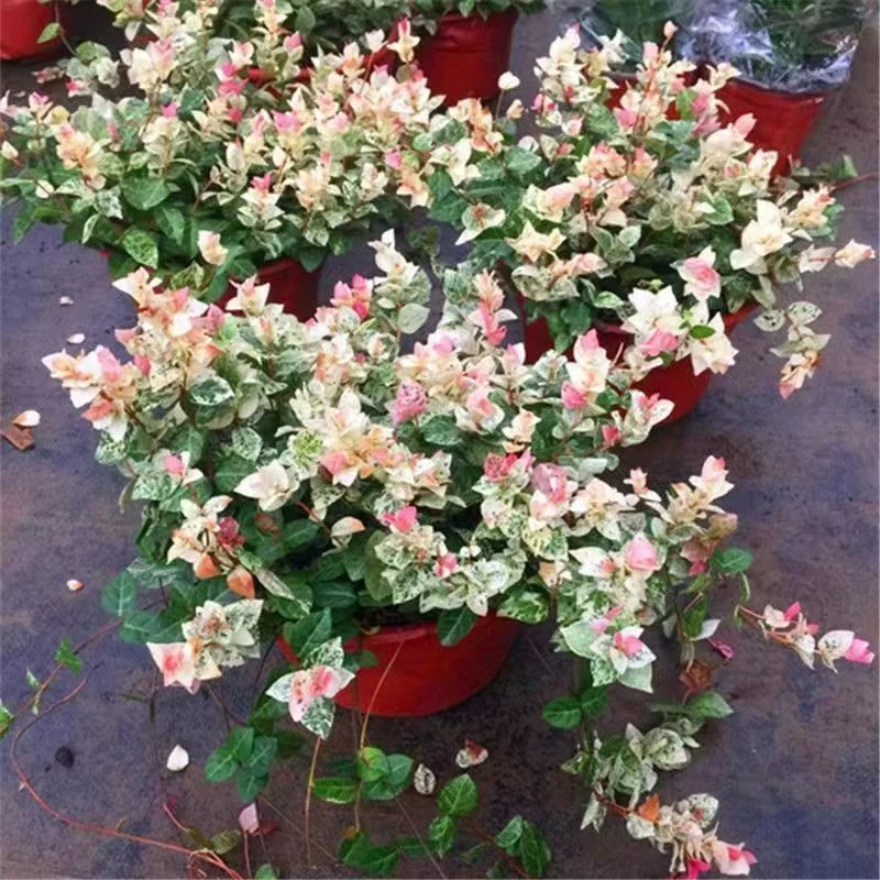 花叶络石花苗盆栽原盆原土四季彩叶庭院阳台绿植花卉