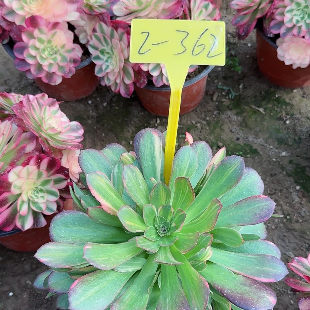 2-362--+多头多肉植物