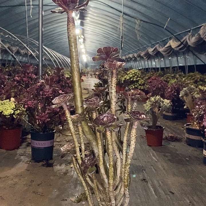 巧克力树多肉植物013