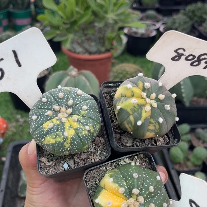 51 8081 696三个清货