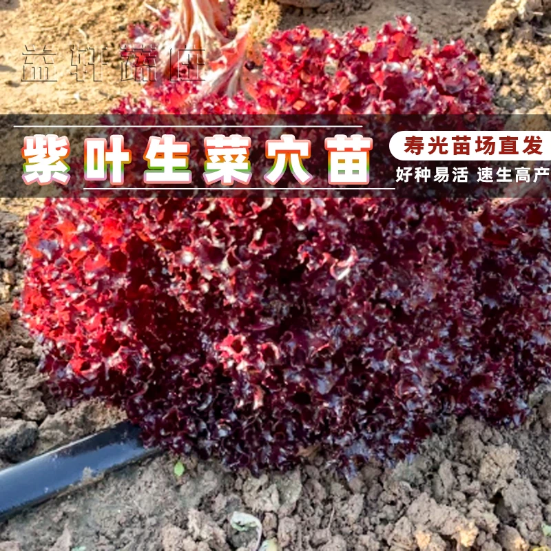 紫色生菜紫叶大速生阳台盆栽四季蔬菜种子种植清脆室内沙拉菜