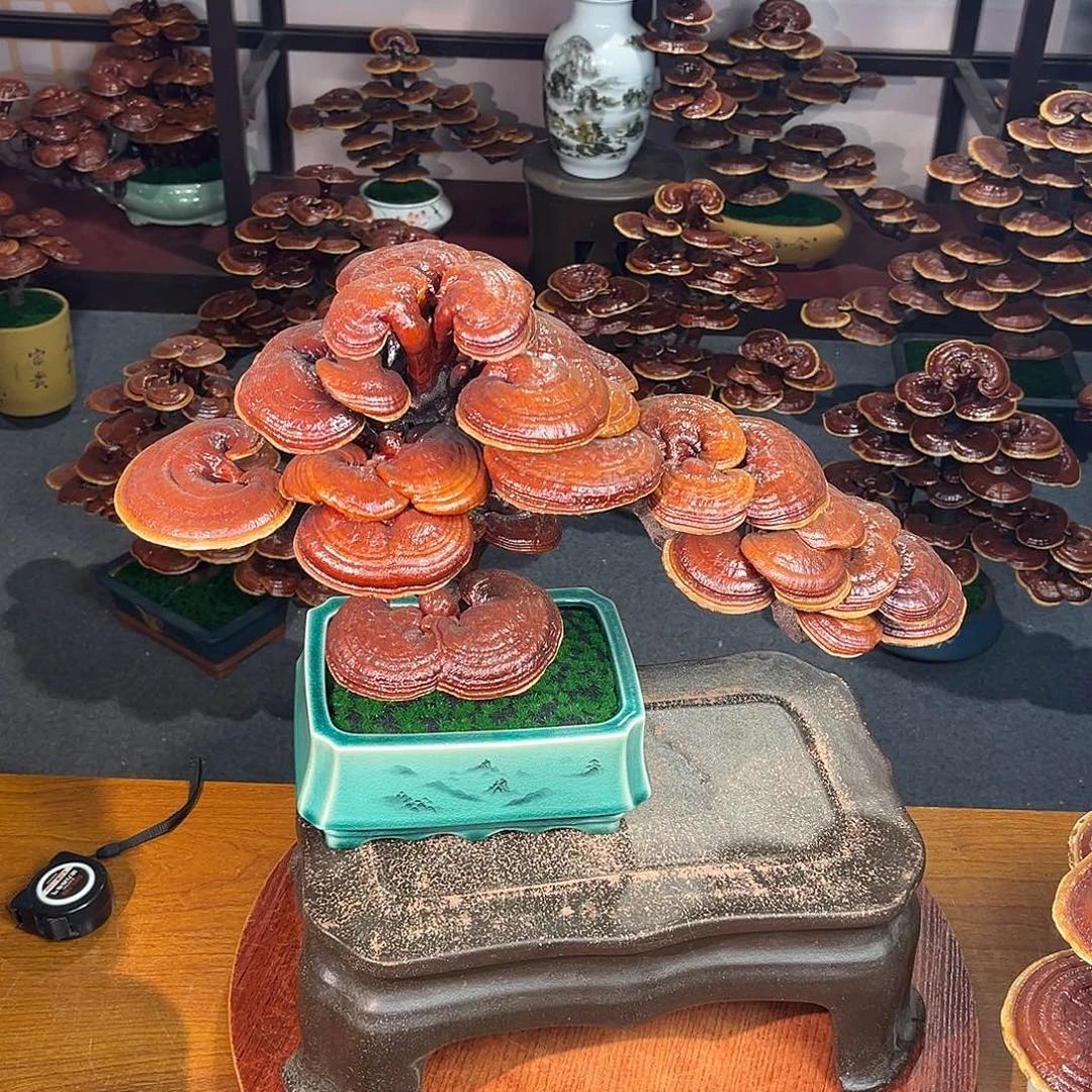 无花朵万事如意88888888888888