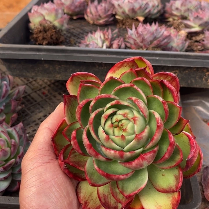 惊鸿仙子多肉植物8805