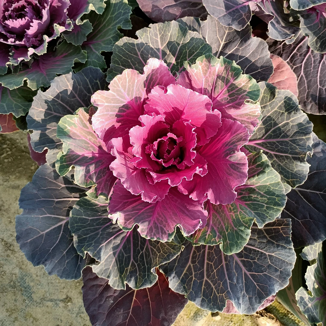 羽衣甘蓝盆栽冠幅大耐寒绿植适合阳台庭院户外种植土球发货