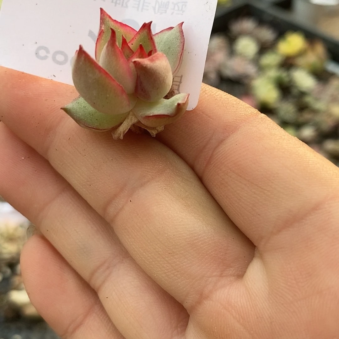 157红宝莲灯锦多肉植物