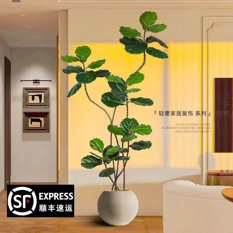 琴叶榕客厅绿植室内大叶植物老桩阳台庭院北欧植物好养常青