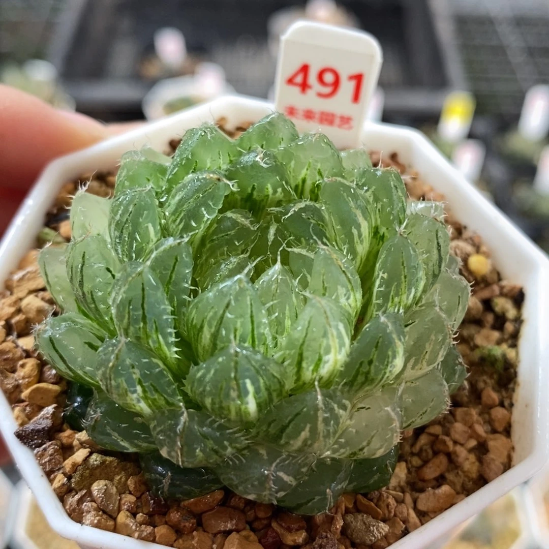 491翠云玉露锦一物一图