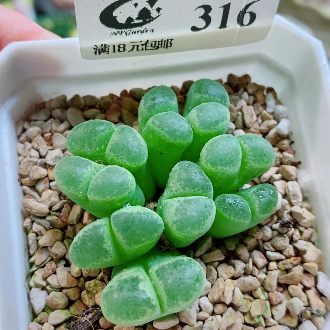 生石花花花花开了316