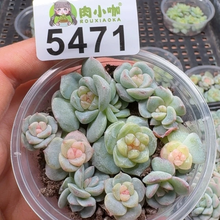 多肉植物多肉植物