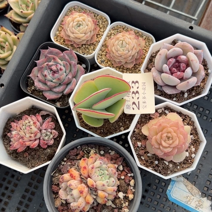 是****！8颗多肉量拍多肉满20包邮下午发